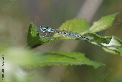 Common Blue Damselfly (Enallagma cyathigerum) sits on a leaf