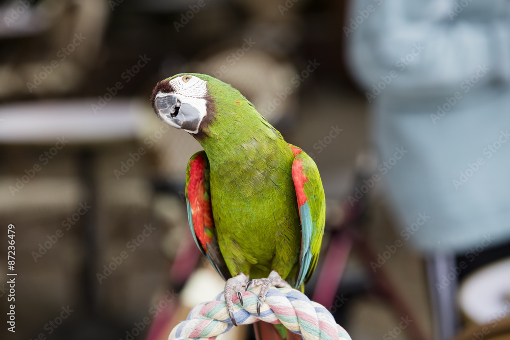 Obraz premium Green Parrot perched on a Cage