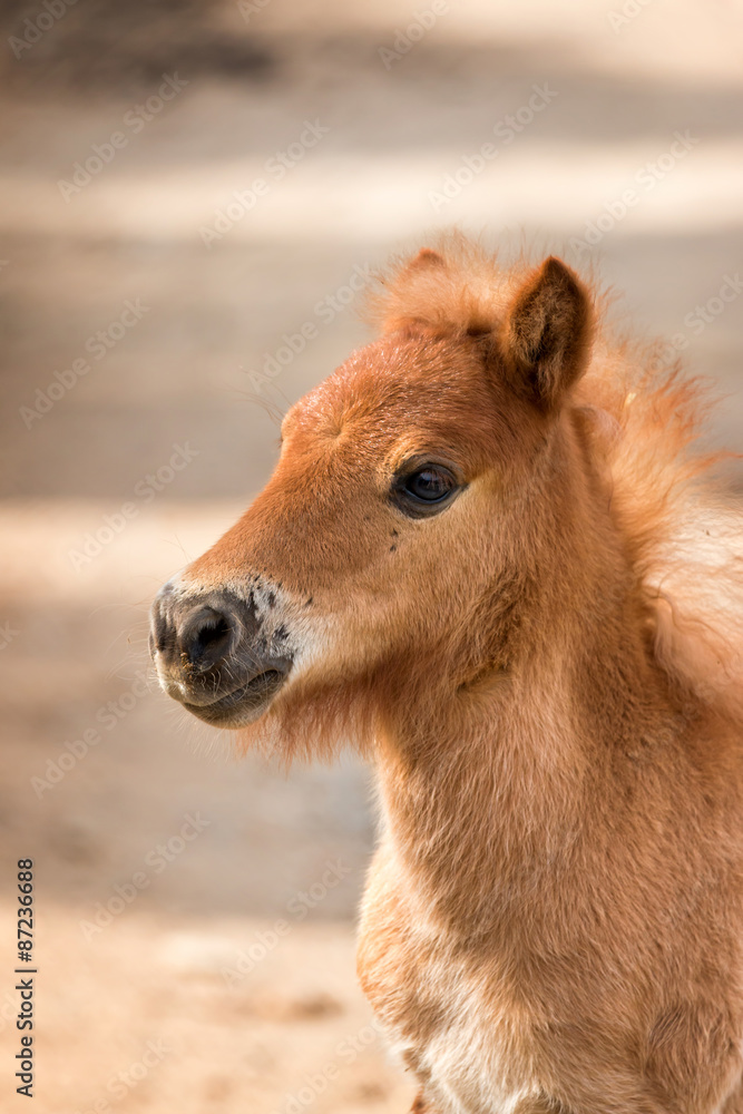 Fototapeta premium Nag horse