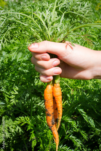 Fresh dug carrots in the hands of a farmer on the background of leaves selective focus