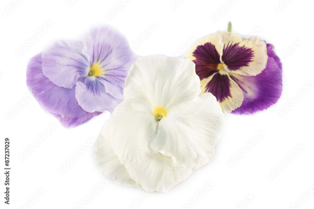 Obraz premium Viola odorata flower