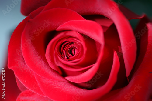 Beautiful fresh red rose. Close bud. Flower.
