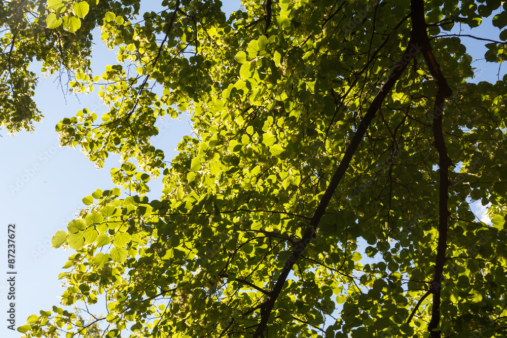 Leaf on a sunny day. Sun shining through the leaves. Bright sun. Leaf on a sunny day. Sun shining through the leaves. Bright sun.