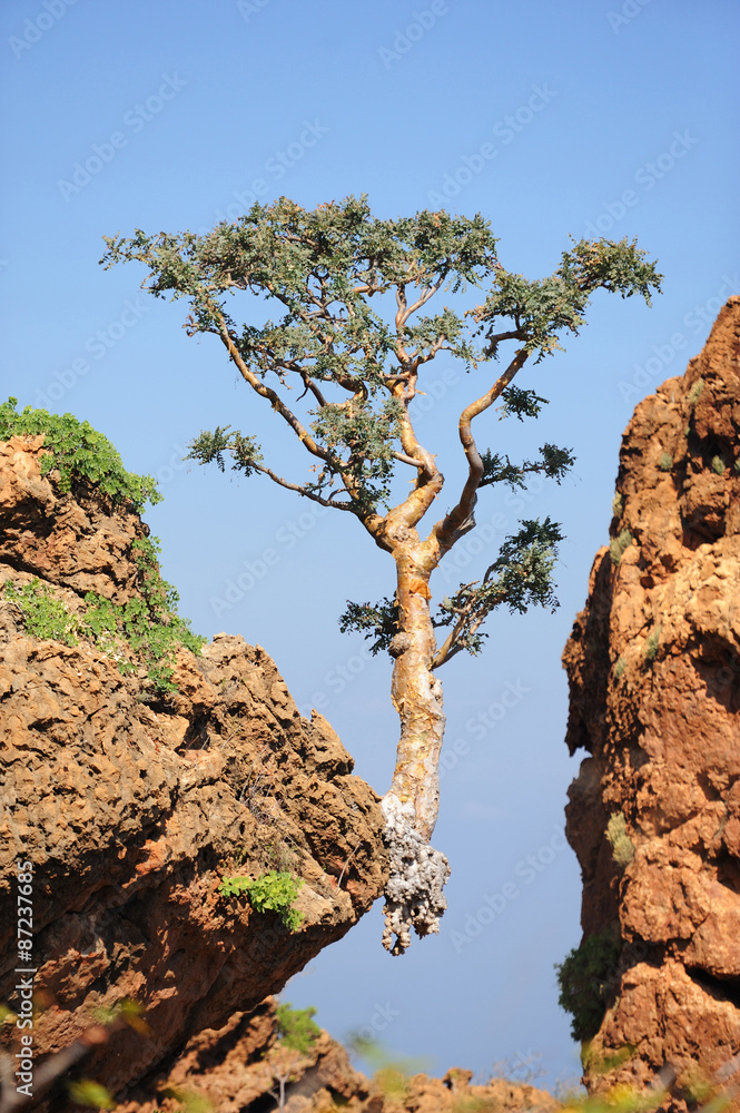 Tree growing on the edge in Socotra island, Yemen - obrazy, fototapety, plakaty 