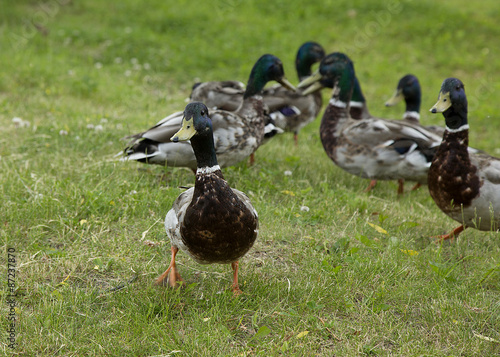 Walking ducks on the green grass. © sociopat_empat