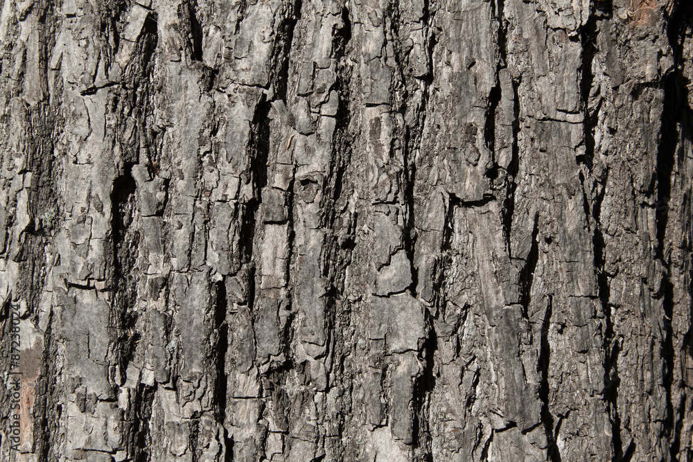 Wood texture. Close-up. Cracks on a tree trunk. Wood texture. Close-up. Cracks on a tree trunk.
