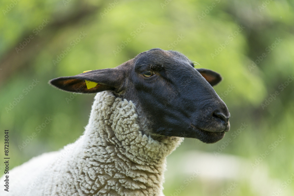 Naklejka premium Schwarzkopfschafe auf der Weide