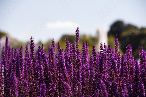 Obraz na plátně Field of purple flowers