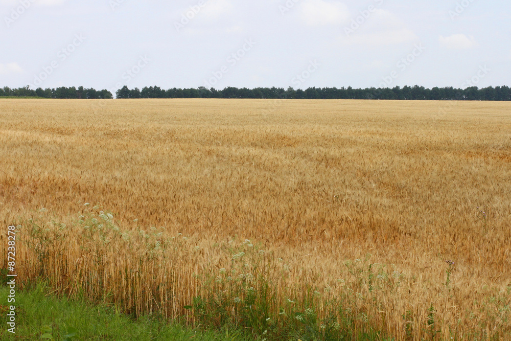 Ripe wheat in the field

