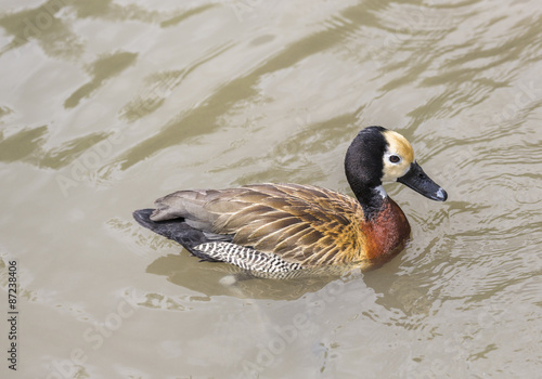 White-faced whistling duck (Dendrocygna viduata), native to much of Africa and South America, swimming, Wildfowl and Wetlands Trust, Arundel, West Sussex, UK photo