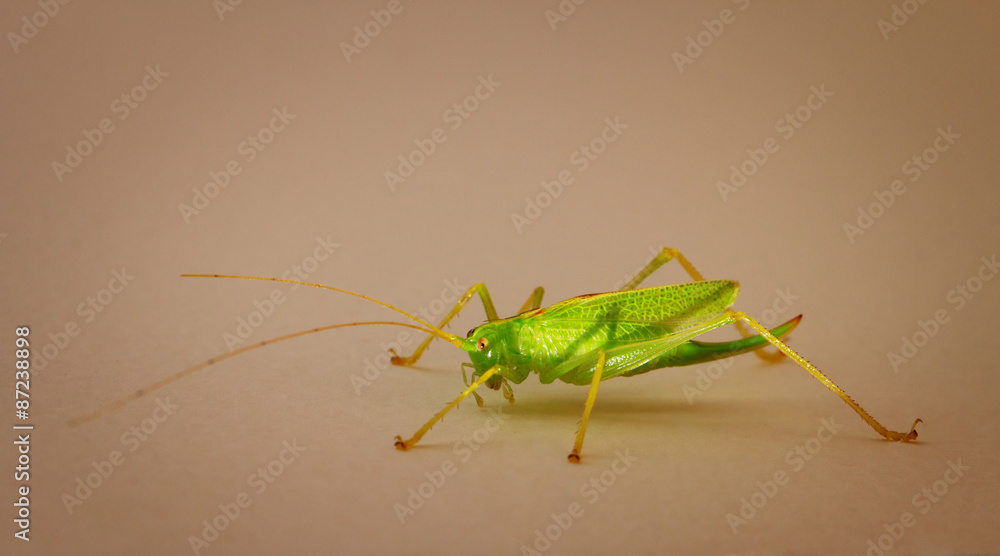 Green conehead