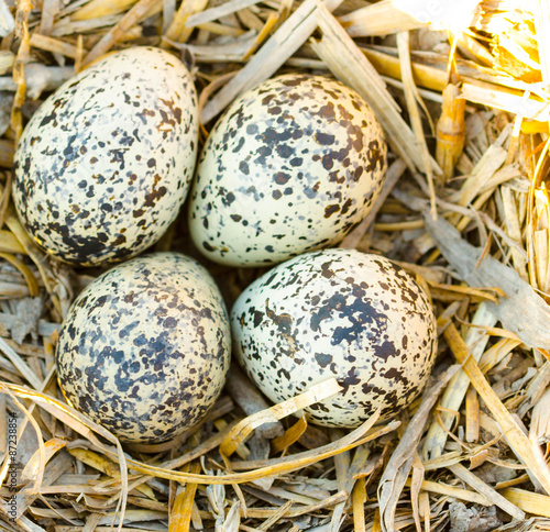 Killdeer eggs in nest.
