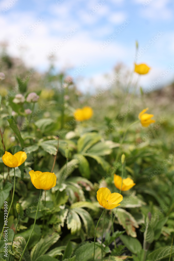 Fototapeta premium fiori gialli e rossi