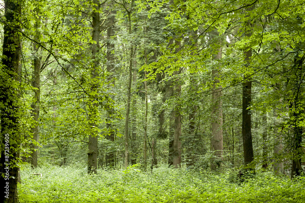 green forest green forest