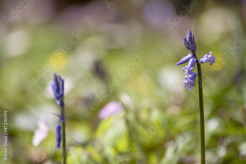 wild bluebellsblooming in springtime photo