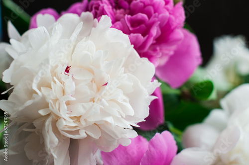 white and pink peonies on wooden background