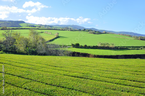 Tea Plantation  Azores Islands