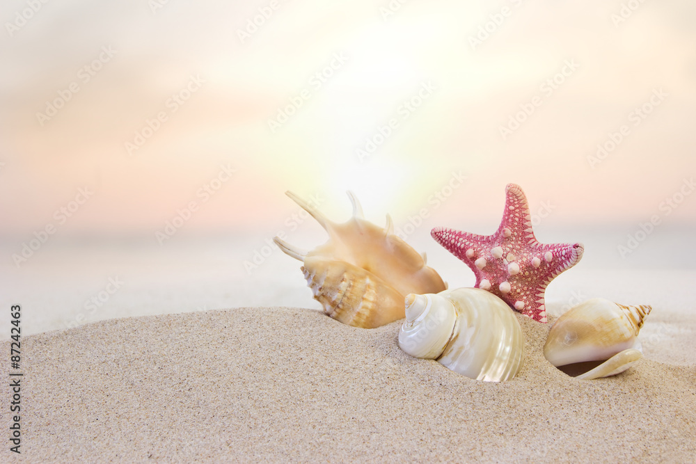 shells and starfish at the beach shells and starfish at the beach