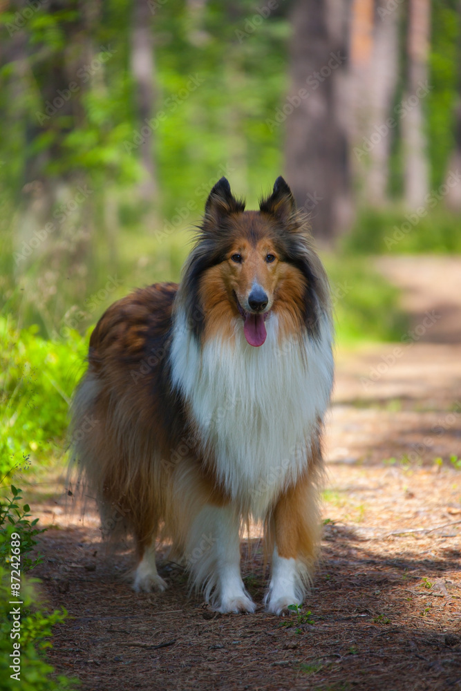 Rough Collie