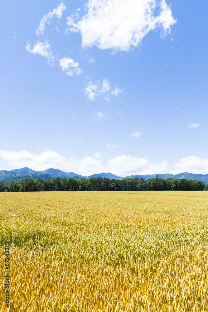 麦畑　日本　北海道　Wheat field in Hokkaido Japan