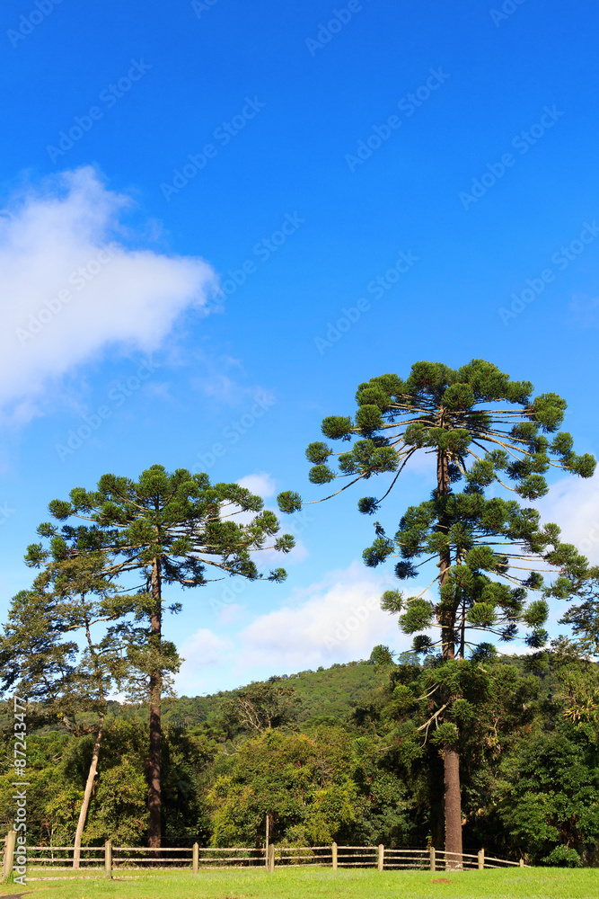 Araucaria angustifolia (Brazilian pine), Brazil Araucaria angustifolia (Brazilian pine), Brazil