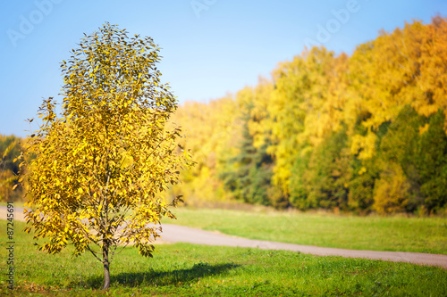 Autumn tree on a background of forest and sky