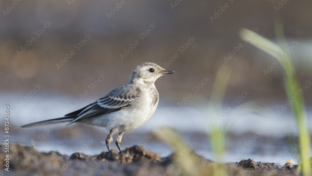 Nestling /Motacilla alba