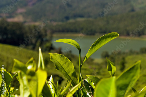 Green tea leaves on tea plantation valley background photo