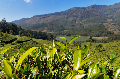 Green tea leaves on tea plantation valley background photo