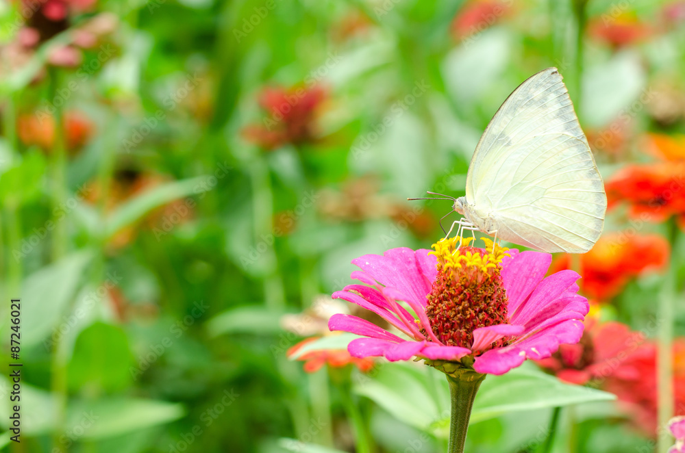 Butterflies pollinate Zinnia flower in outdoor garden