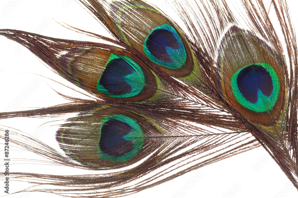 Naklejka premium Peacock feathers on white background