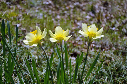 Three Flower