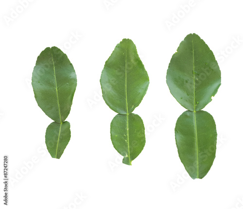 Fresh kaffir lime leaf isolated on white background