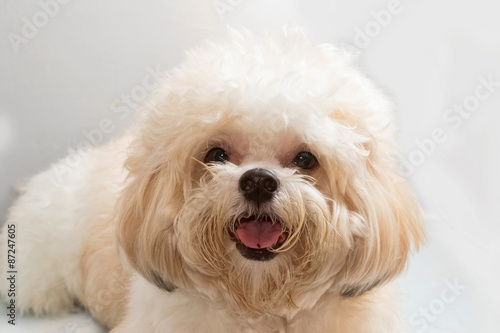  cute poodle dog