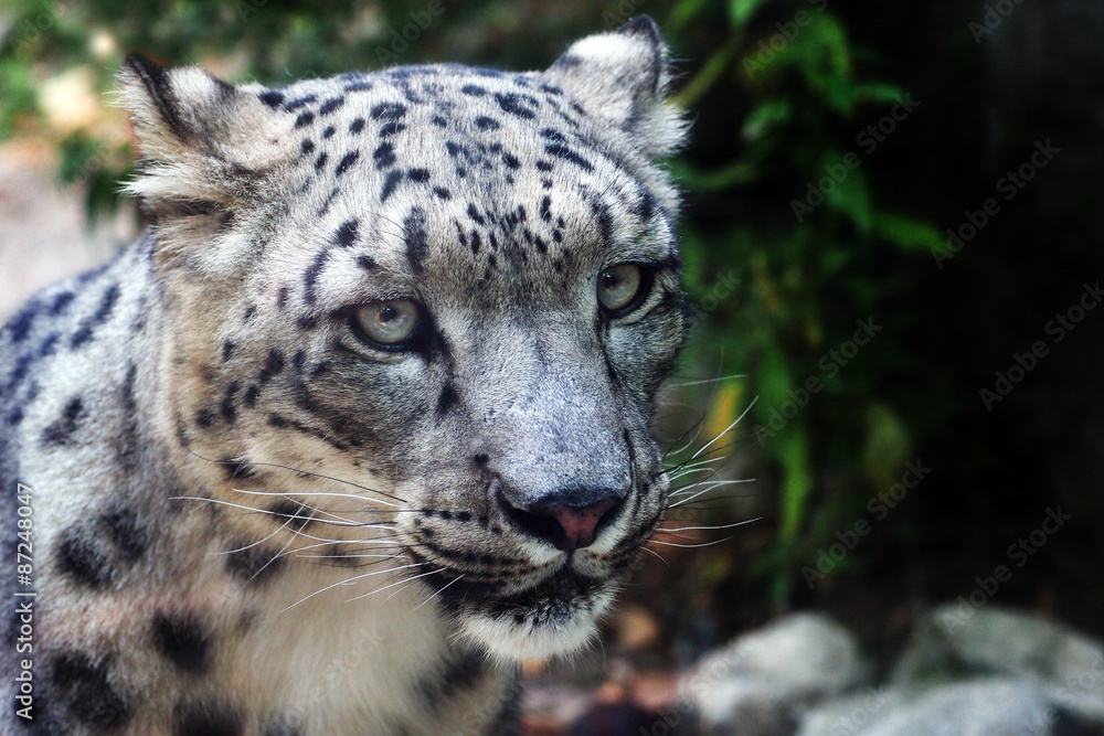 Close up of a snow leopard (Panthera uncia) in an italian zoo Close up of a snow leopard (Panthera uncia) in an italian zoo