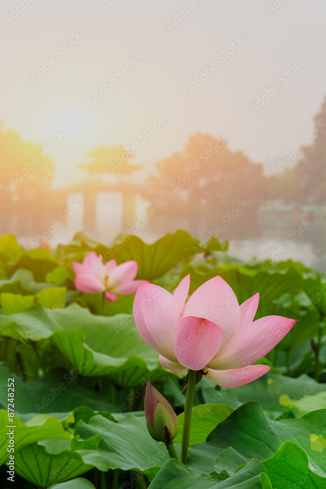 Naklejka premium hangzhou west lake Lotus in full bloom in a misty morning,in China