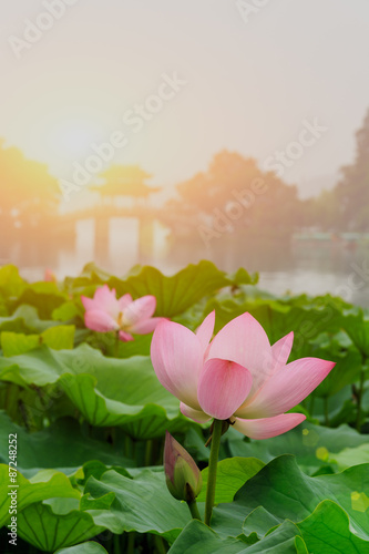 Fototapeta Naklejka Na Ścianę i Meble -  hangzhou west lake Lotus in full bloom in a misty morning，in China