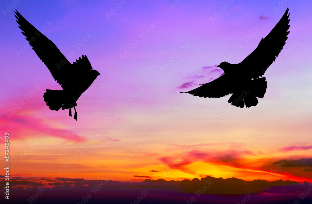 Obraz premium Silhouetted two seagull flying at colorful sunset