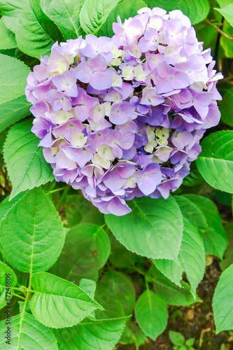 Hydrangea