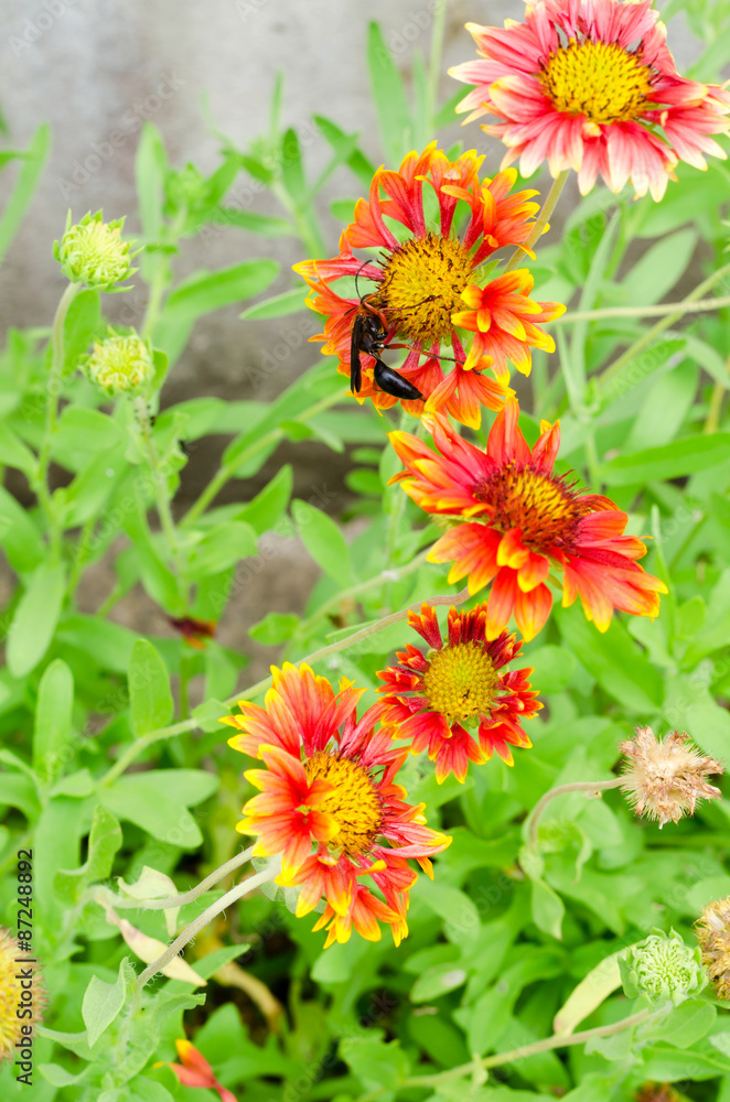 Gaillardia or blanket flowers and wasp visit flowers to obtain nectar Gaillardia or blanket flowers and wasp visit flowers to obtain nectar