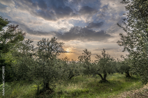 oliveto al tramonto