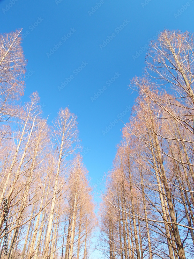 早春のメタセコイア林