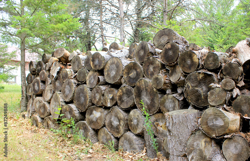 Pile of pine chopped dry wood