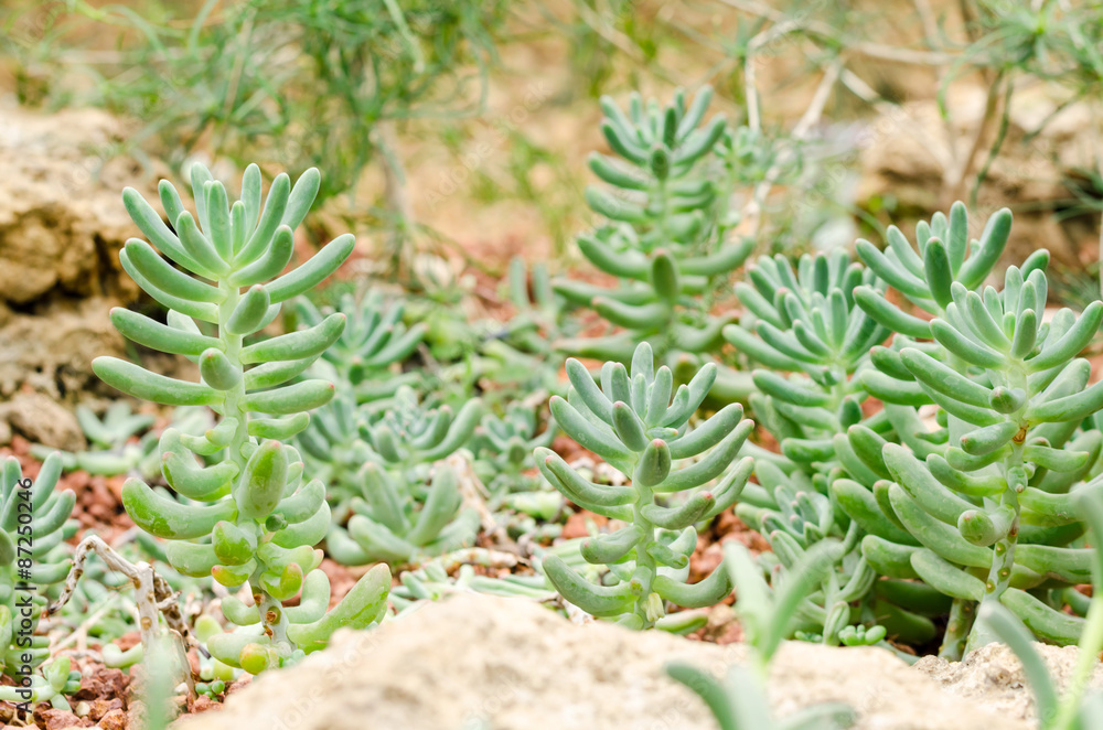 Sedum pachyphyllum the succulent plants in garden Sedum pachyphyllum the succulent plants in garden