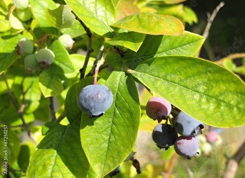 blueberries