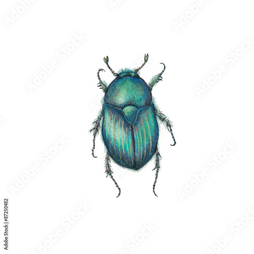 Skarab beetle