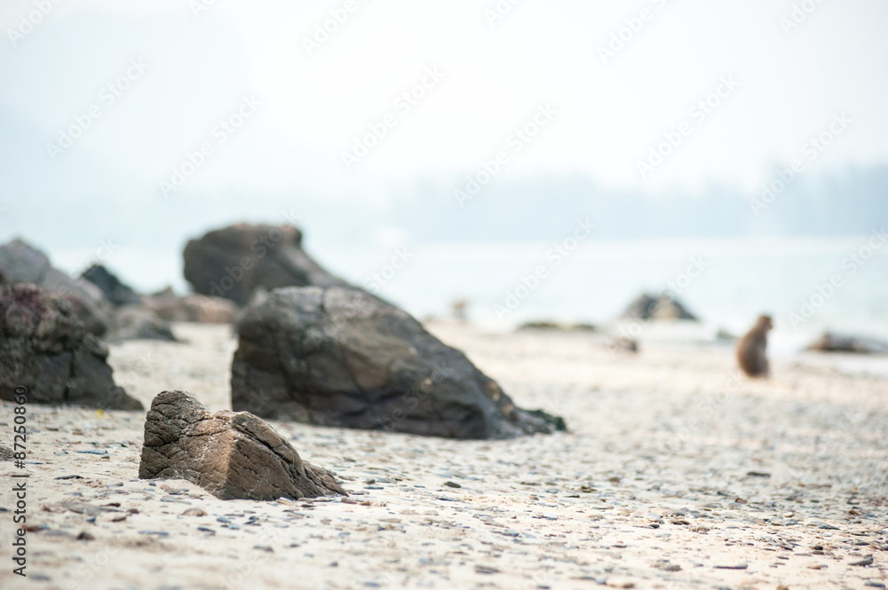 Long-tailed macaque on the sand beach , Thailand Long-tailed macaque on the sand beach , Thailand