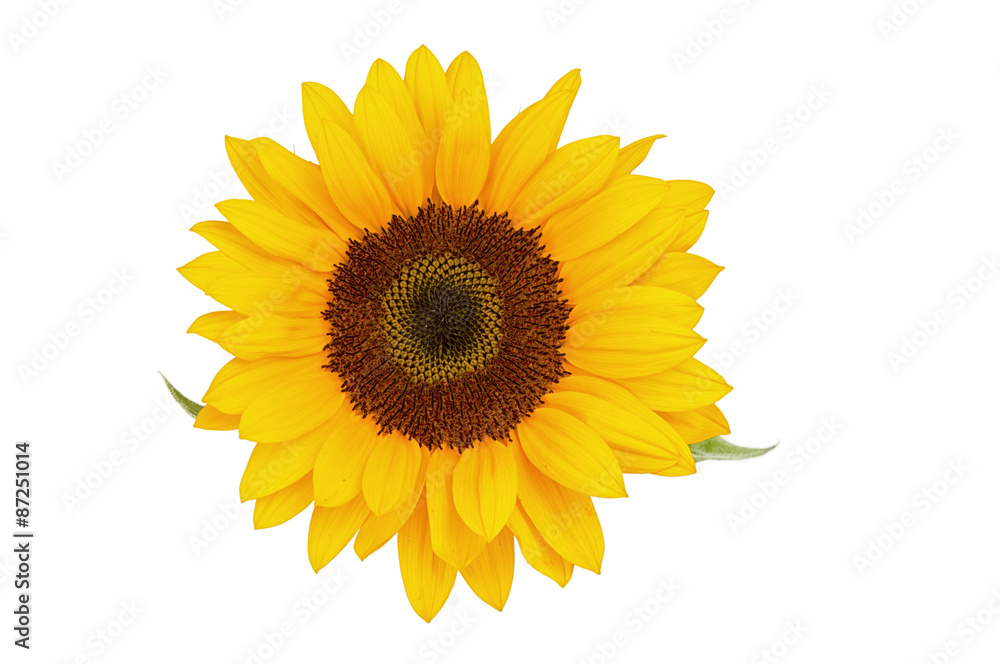 Fototapeta premium Trzy słonecznik na białym tle