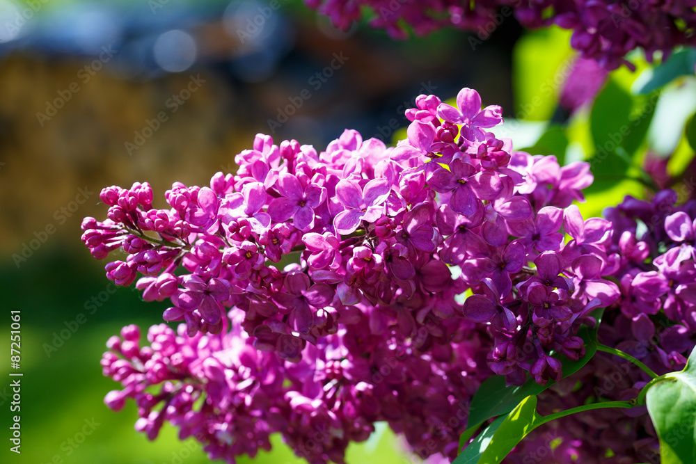 Obraz premium lilac flowers with the leaves, violet flower