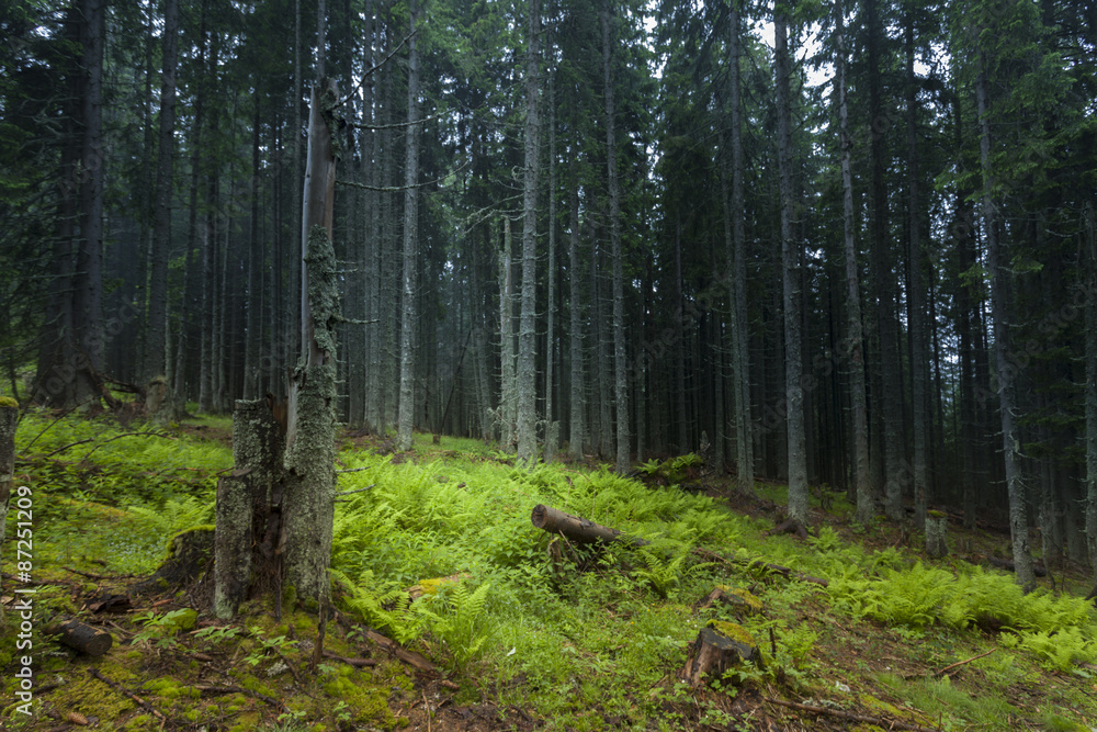 Obraz premium Misty and foggy day into the green forest